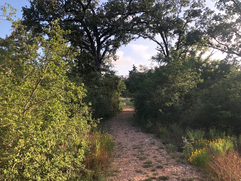 Once you get through the field there is plenty of shade!