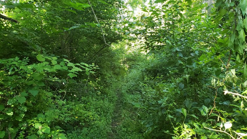 Toward the western end of the trail, the trail narrows into dense undergrowth.