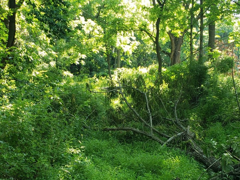 Downed trees and heavy brush make the western trailhead all but invisible.