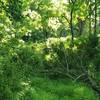 Downed trees and heavy brush make the western trailhead all but invisible.