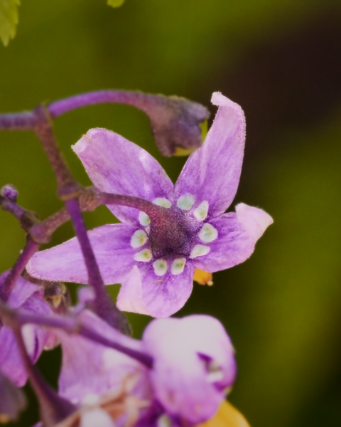 Even the underside of the flowers are interesting.