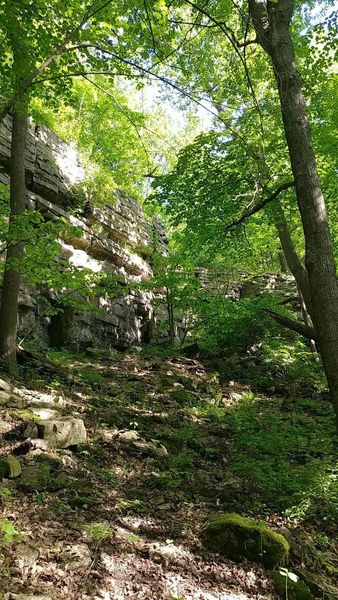 The Lime Kiln Trail climbing towards one of the cliffs, bracketed by trees.