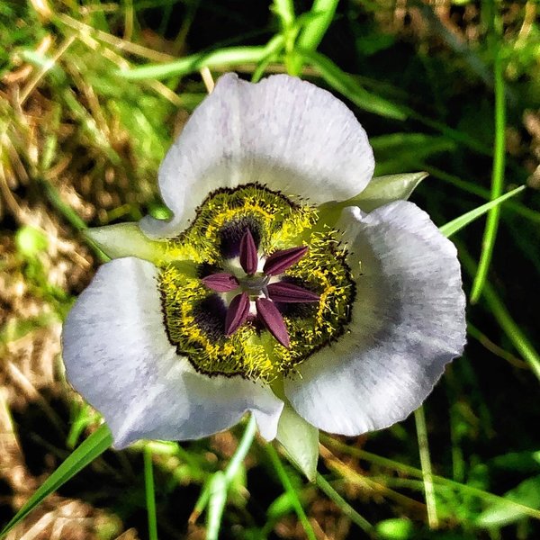 Amazing wildflowers!