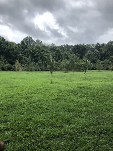 Browns Creek Orchard plot.