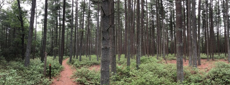 Part of the CCC trail at Bass River State Forest.