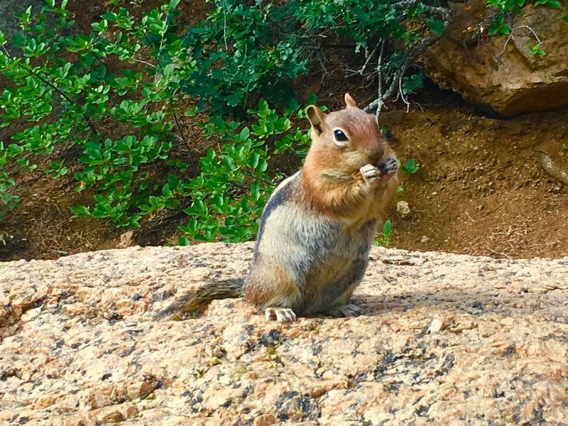 Presumably well fed chipmunk