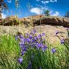 Northern Colorado summer wildflowers. This is called "Chiming Bells".