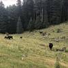 Cows on Schofield Canyon Trail T5007A