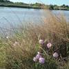 View of the Rio Grande in the summer.