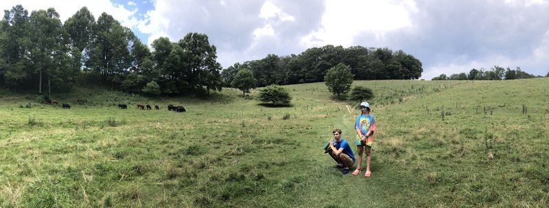 Kids and cows in the meadow on Green Knob.
