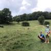 Kids and cows in the meadow on Green Knob.