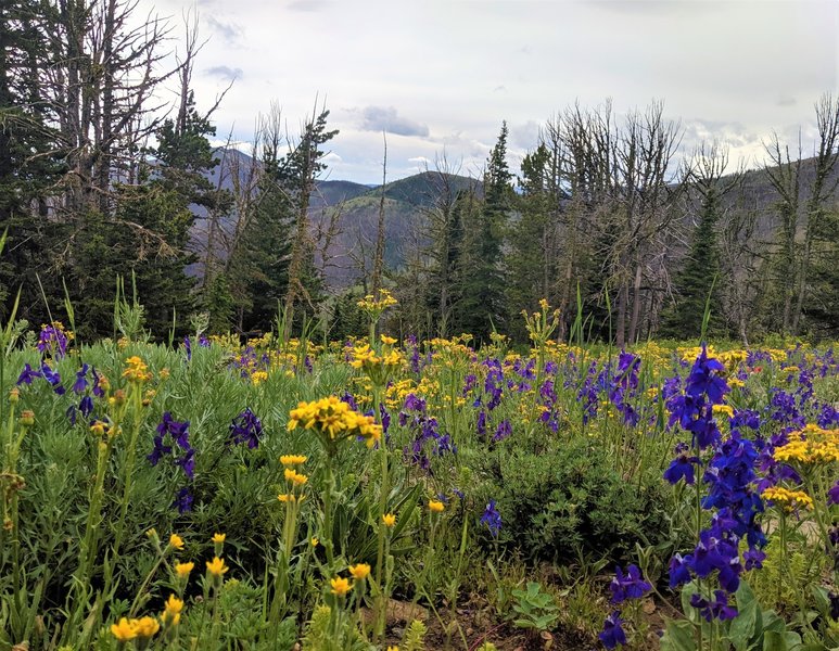 Wildflowers along the CDT.