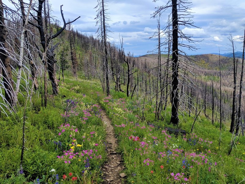 Ridgeline hike up to Red Mountain.