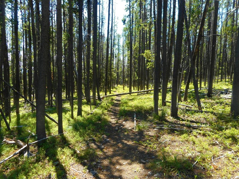 Trail through the trees.