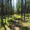 Trail through the trees.