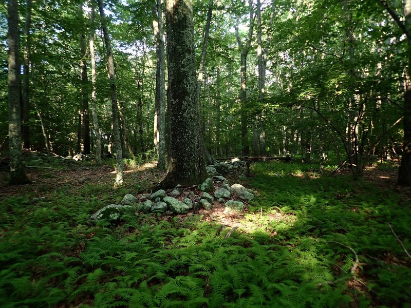 Ferns carpet the forest floor in several places