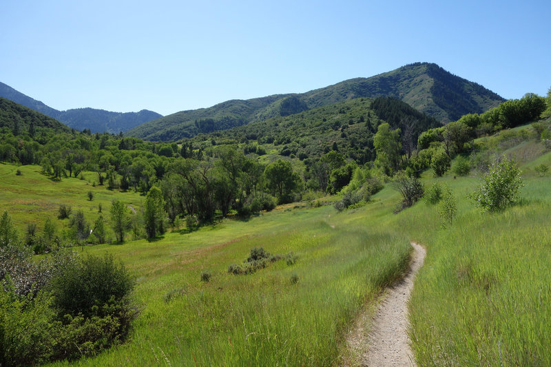 Middle Fork trail near the Green Pond trailhead at the height of summer.