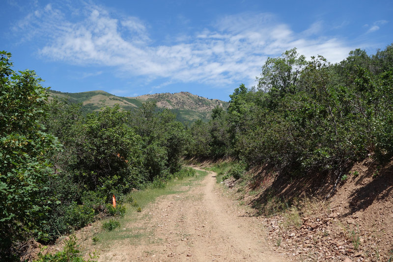 Wolf Creek Canyon doubletrack at the height of summer.