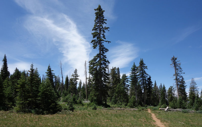 Bristlecone Pine trail.