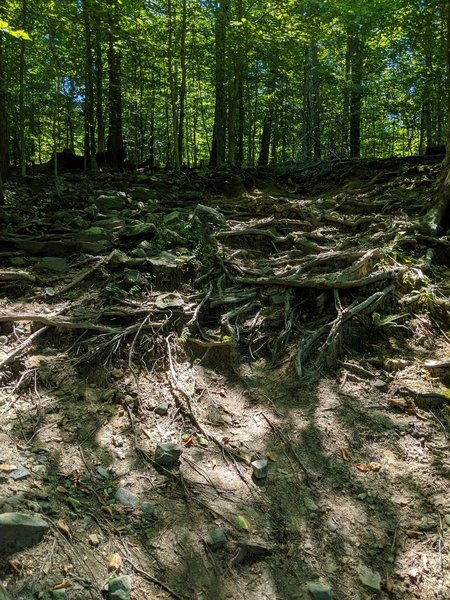 Tricky section of downhill trail along Pigs Run.