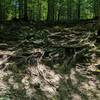 Tricky section of downhill trail along Pigs Run.