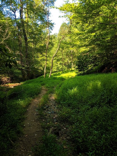 A view of the open understory of the Nun's Run trail.