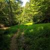 A view of the open understory of the Nun's Run trail.