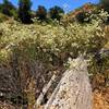 A fallen tree featuring the work of an acorn woodpecker.