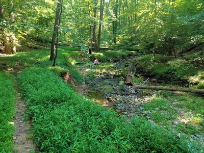 View of a small stream along the Thing 1 Trail.