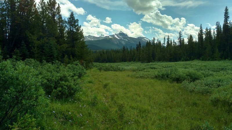 The trail looking south, approaching the Maligne River crossing from the north, in the Maligne River Valley.