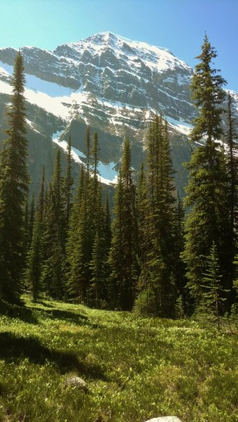 Vibrant green Cavell Meadows below Mount Edith Cavell.