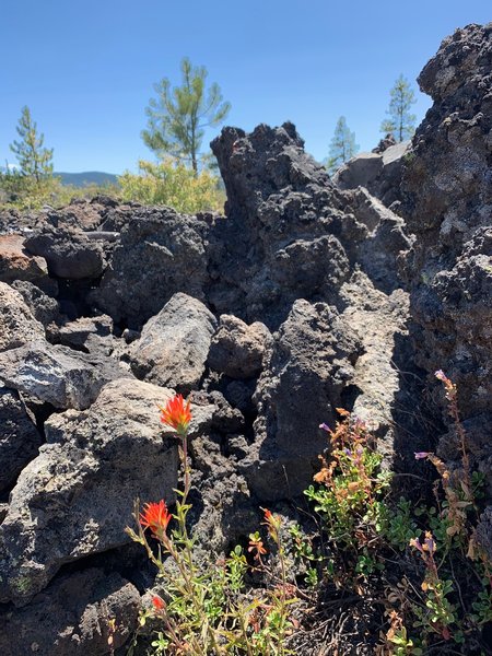 Indian paintbrush among the lava.