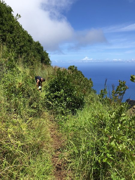 Along the Cliff Trail