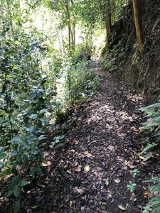 Traversing edge back into the forest.