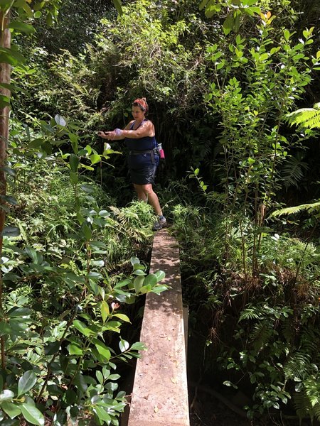 This is a plank walk across a small ravine about 0.75 miles from the Nualolo Trail.