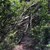 Lots of downed trees along the trail.