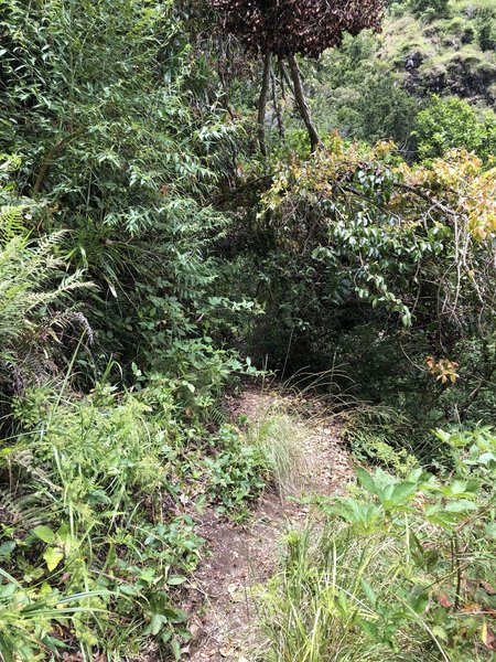 The trail gets dense and overgrown in areas.