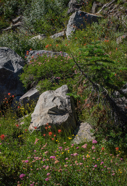 Wildflowers and granite.