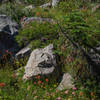 Wildflowers and granite.