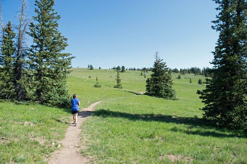 A beautiful meadow near the beginning of the trail.