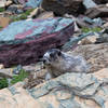 A marmot on Highline Trail