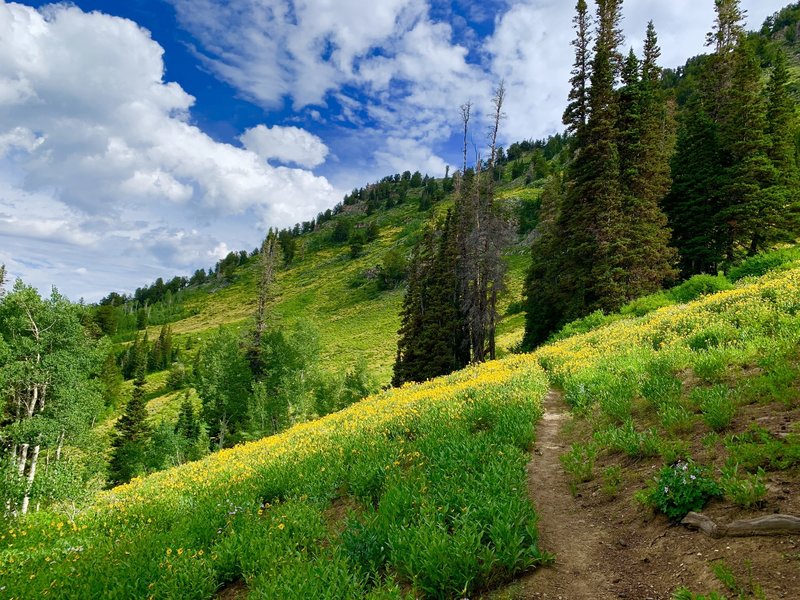 At the junction of Mill B north fork and Desolation trail, looking towards Millcreek canyon.