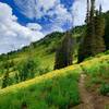 At the junction of Mill B north fork and Desolation trail, looking towards Millcreek canyon.