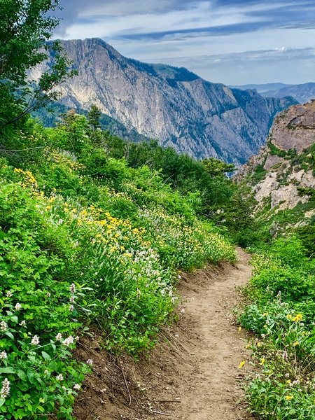 Along Mill B trail