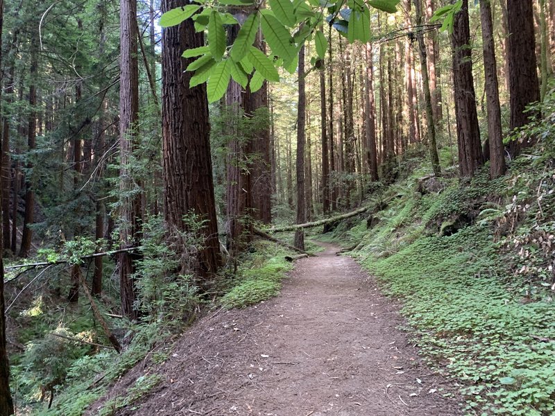 Trail next to creek