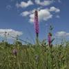 Native flora and fauna, early August.