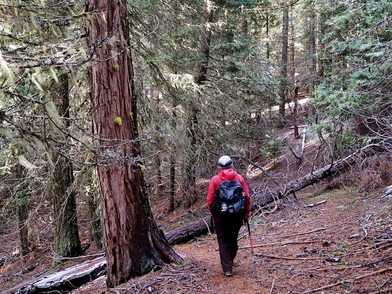 Through the patch of forest on the west side of Point 5401