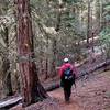 Through the patch of forest on the west side of Point 5401