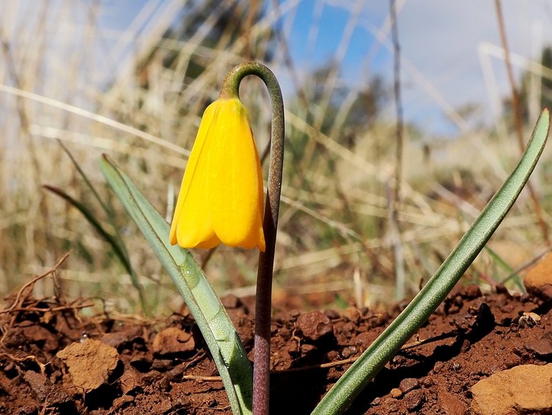 Yellow Bells (Yellow Fritillary) appear briefly along the trail in early spring.