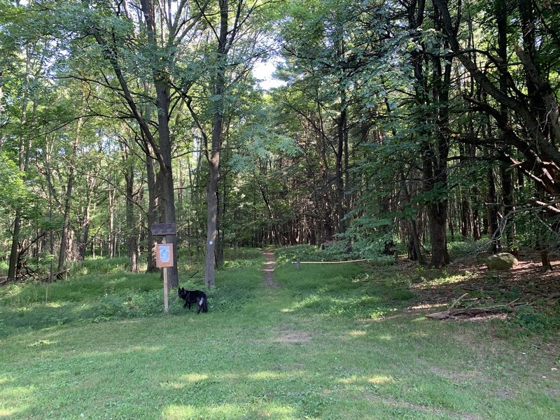 Trailhead of the Pine Woods Trail, featuring a detailed orienteering map.